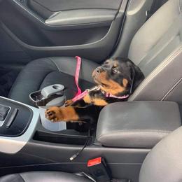 Rottweiler Puppies from Rose Red Rottweilers
