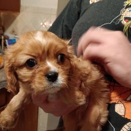 Boy 1 - Ruby male Cavalier King Charles Spaniel puppy in Colorado Springs, Colorado from Mina's Spaniel