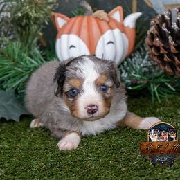 Slate - Blue merle male Toy Australian Shepherd puppy in Granbury, Texas from Best Little Aussies