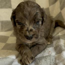 Bonanza - Blue merle male Bernedoodle puppy in Holden, Missouri from Mid-West Bernedoodles