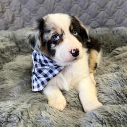Smokeye Hill - Blue merle male Australian Shepherd puppy in Camp Verde, Arizona from Bullet & Whiskey’s Pups