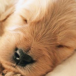 Golden Retrievers from Sunwell Golden Retrievers