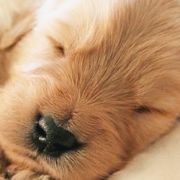Golden Retrievers from Sunwell Golden Retrievers