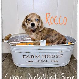 Rocco - Dapple male Dachshund puppy in Cincinnati, Ohio from Caines Dachshund Farm