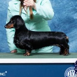 Elektra - Dachshund