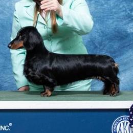 Elektra - Dachshund