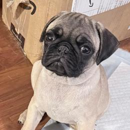 Finn - Fawn male Pug puppy in Moorefield, West Virginia from Wratchford Farms