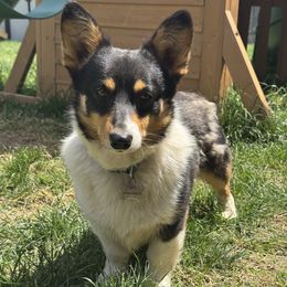 Biskit - Pembroke Welsh Corgi