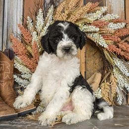 Male 2-Orange collar - Parti male Goldendoodle puppy in Macedon, New York from Toodles Goldendoodles