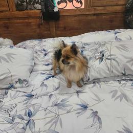 Enzy - Pomeranian