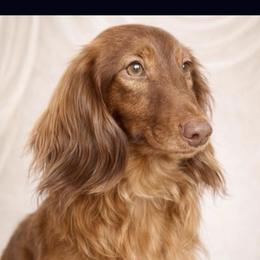 Yuri - Dachshund