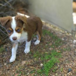 Ryan - Red tri male Toy Australian Shepherd puppy in Snowflake, Arizona from Halfpint Aussies