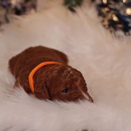 Goldendoodle Puppies from Redhead Doodle Co