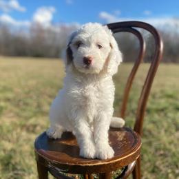 Misty - Parti female Goldendoodle puppy in Stanford, Kentucky from Holloway Goldendoodles
