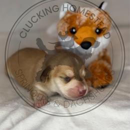 Foxy - Cream female Dachshund puppy in Fond Du Lac, Wisconsin from Clucking Homestead Springers & Dachshunds
