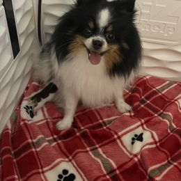French Bulldog, Goldendoodle, Pomeranian, and Yorkshire Terrier Puppies from Dbos Furry Friends