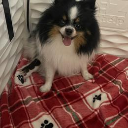 French Bulldog, Goldendoodle, Pomeranian, and Yorkshire Terrier Puppies from Dbos Furry Friends