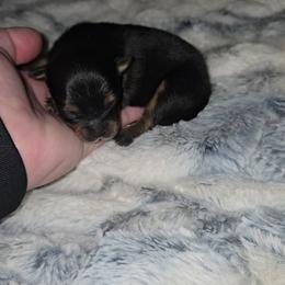 Asia - Black and tan female Pomeranian puppy in Angleton, Texas from Pomeranian Palace, LLC