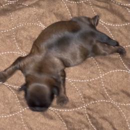 Shih Tzu Puppies from Little Miracles Shih Tzu