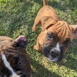 Boxer and Shih Tzu Puppies from Super City Kennels