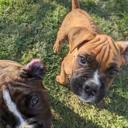 Boxer and Shih Tzu Puppies from Super City Kennels