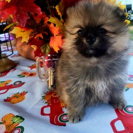Pomeranian Puppies from Picky Chic Pomeranians
