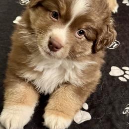 Latte Dot - Red tri-color male Australian Shepherd puppy in Rochelle, Illinois from Countryside Kennels and Aussies