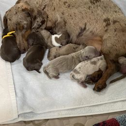 Dachshund puppies from Jones Royal Kennels