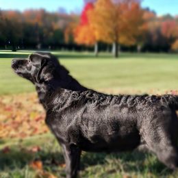 Charlie - Labrador Retriever