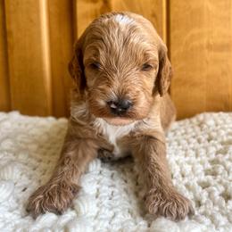 Croissant is brown collar male from Stroodles Bake Sale litter - Apricot male Goldendoodle puppy in Hamilton, Montana from Stroodles Doodles