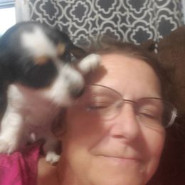 Dachshund Puppies from Hamm Weenies  AKC (Dachshunds)