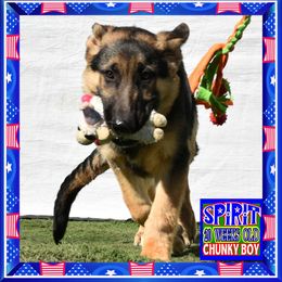 SPIRIT - Black and red male German Shepherd puppy in Murrieta, California from Diamond Oaks German Shepherds
