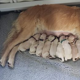 Golden Retriever Puppies from HighRoller Golden Retrievers
