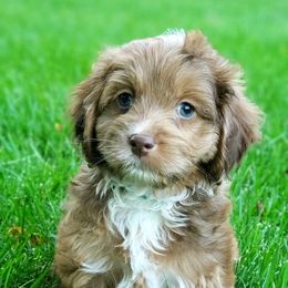 Cockapoo and Goldendoodle Puppies from Robbin's Treasures