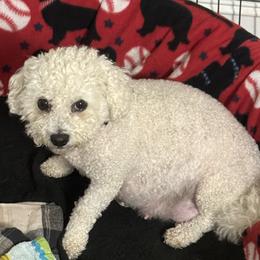 Trixie - Bichon Frise