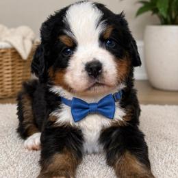 Duke - dark blue collar - Tri-color male Bernese Mountain Dog puppy in Yuciapa, California from AlltheDoodlez_