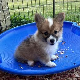 Purple collar girl - Sable female Pembroke Welsh Corgi puppy in Flat Rock, Alabama from Fluffy Butt Acres