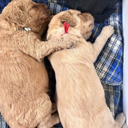 Goldendoodle Puppies from Muddy Acre Pups