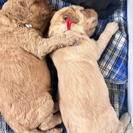 Goldendoodle Puppies from Muddy Acre Pups