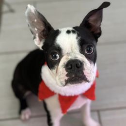 Boston Terriers and French Bulldogs from Ferina’s Benevolent Bostons and Bulldogs
