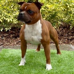 Paquito - Staffordshire Bull Terrier
