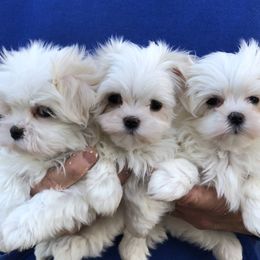 Maltese Puppies from Oak Grove Maltese