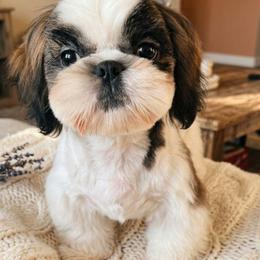 Teddy - Tricolor male Shih Tzu puppy in El Paso, Texas from Paws Of Beauty
