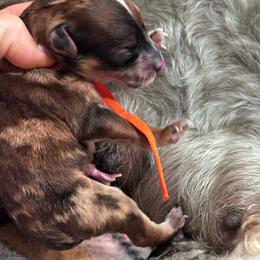 Chevy - Merle male Whoodle puppy in Rising Sun, Indiana from Ruby Lane Doodles