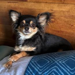 Echo - Chihuahua