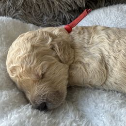 Mr Red Collar - Cream male Poodle puppy in Screven, Georgia from Dreamland Standard Poodles