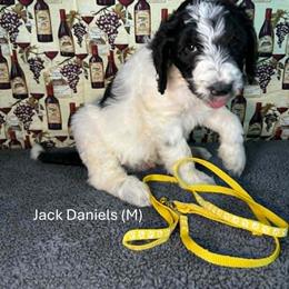 Jack Daniels (JD) - Parti male Goldendoodle puppy in Water Valley, Mississippi from Olympian Doodles