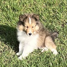 Venus - Sable and white female Shetland Sheepdog puppy in Tulsa, Oklahoma from September Morning Shelties