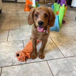 Jasmine - Red female Cavapoo puppy in Sugarcreek, Ohio from True Hearted Doodles