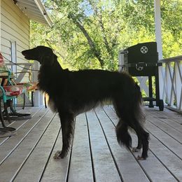Dragonfly - Silken Windhound
